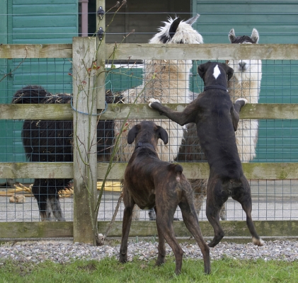 I just want a closer look
Keywords: Alpacas Boxer Boxers Dog Dogs George Play Playing Playtime Zac