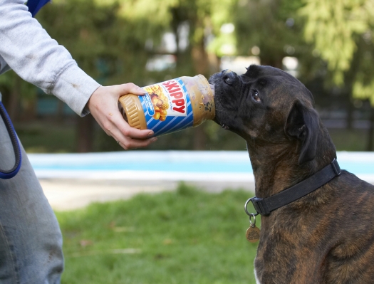 This is more like it
Keywords: Boxer Boxers Butter Dog Dogs Peanut Play Playing Playtime Zac