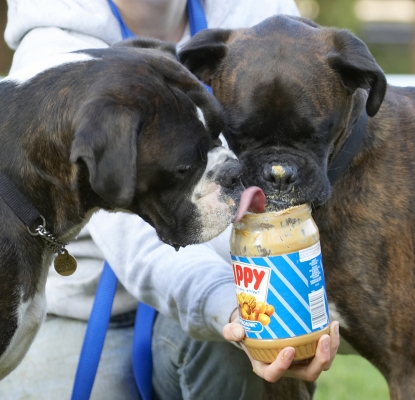 See, we can both share
Palabras clave: Boxer Boxers Butter Dog Dogs George Peanut Play Playing Playtime Tongue Zac