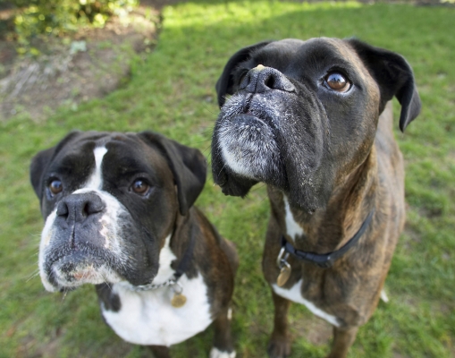 You got something for us
Keywords: Boxer Boxers Dog Dogs George Play Playing Playtime Zac