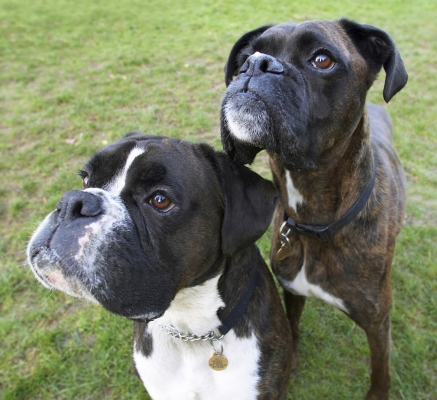 We're being such good boys
Keywords: Boxer Boxers Dog Dogs George Play Playing Playtime Zac