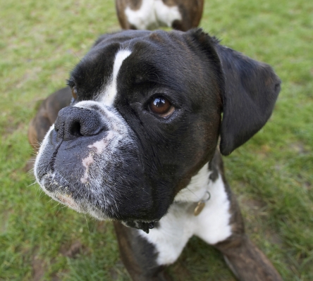 I can wait all day
Ключові слова: Boxer Boxers Dog Dogs George Head Play Playing Playtime Portrait Pose Posing