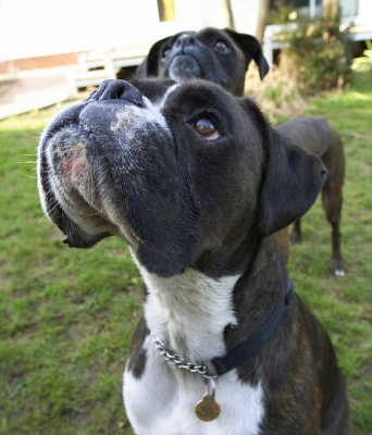Yep, you've got our attention
Palabras clave: Boxer Boxers Dog Dogs George Play Playing Playtime Zac