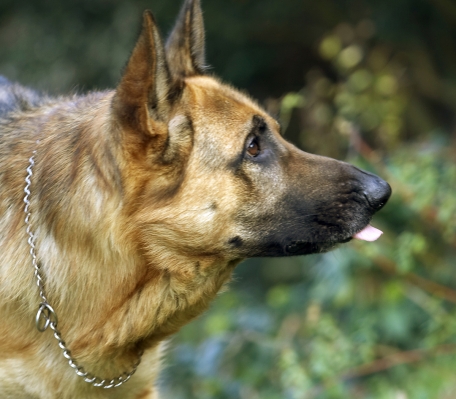 Mmmmmmmmm
Keywords: Alsatian Dog Dogs Enoch German Head Play Playing Playtime Profile Shepherd Tongue