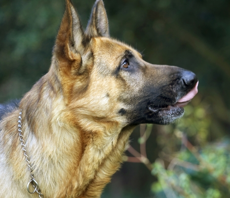 Gotta make sure I get it all
Anahtar kelimeler: Alsatian Dog Dogs Enoch German Head Play Playing Playtime Profile Shepherd Tongue