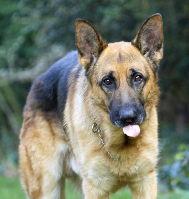 I AM having a good time
Schlüsselwörter: Alsatian Butter Dog Dogs Enoch German Peanut Play Playing Playtime Shepherd Tongue