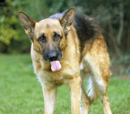 Has it all gone?
Keywords: Alsatian Butter Dog Dogs Enoch German Peanut Play Playing Playtime Shepherd Tongue