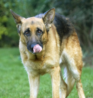 Yep, this is yummy
Ključne besede: Alsatian Butter Dog Dogs Enoch German Peanut Play Playing Playtime Shepherd Tongue
