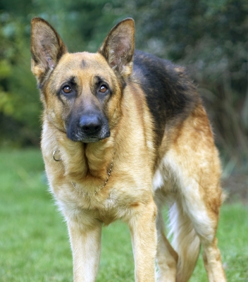 Is there more?
Schlüsselwörter: Alsatian Dog Dogs Enoch German Play Playing Playtime Shepherd