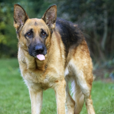 Here I go again
Keywords: Alsatian Butter Dog Dogs Enoch German Peanut Play Playing Playtime Shepherd Tongue