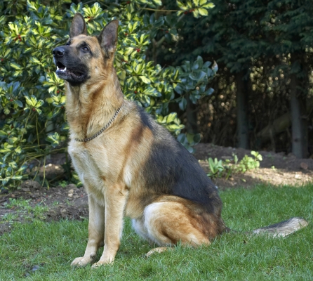 OK, I'm paying attention
Keywords: Alsatian Dog Dogs Enoch German Play Playing Playtime Shepherd Sit Sitting