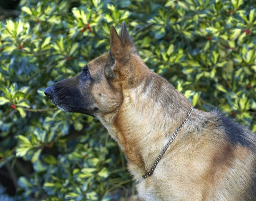 I'm watching and waiting
Ključne besede: Alsatian Dog Dogs Enoch German Head Play Playing Playtime Profile Shepherd