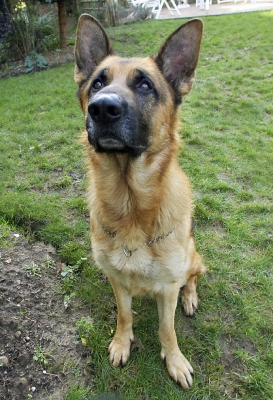 Aw, c'mon don't keep me waiting
Keywords: Alsatian Dog Dogs Enoch German Play Playing Playtime Shepherd Sit Sitting