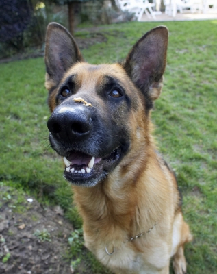 Let's have some
Ключові слова: Alsatian Butter Dog Dogs Enoch German Peanut Play Playing Playtime Shepherd