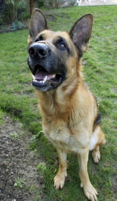 I can sit here all day, you know
Trefwoorden: Alsatian Butter Dog Dogs Enoch German Peanut Play Playing Playtime Shepherd Sit Sitting