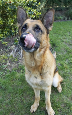 Ah, there it is .........
Palabras clave: Alsatian Butter Dog Dogs Enoch German Peanut Play Playing Playtime Shepherd Sit Sitting Tongue