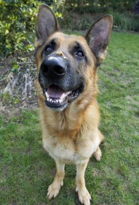 ......... whaddya mean I didn't get it all
Keywords: Alsatian Butter Dog Dogs Enoch German Peanut Play Playing Playtime Shepherd Smile Smiling