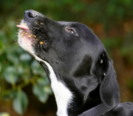 Mmmmmmmmmmmmmm
Keywords: Boogla Bougla Butter Dog Dogs Peanut Spaniels Springer Spaniel Staffordshire Bull Terrier Terriers Tongue