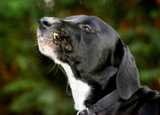 I'm in doggie heaven
Schlüsselwörter: Boogla Bougla Butter Dog Dogs Peanut Spaniels Springer Spaniel Staffordshire Bull Terrier Terriers