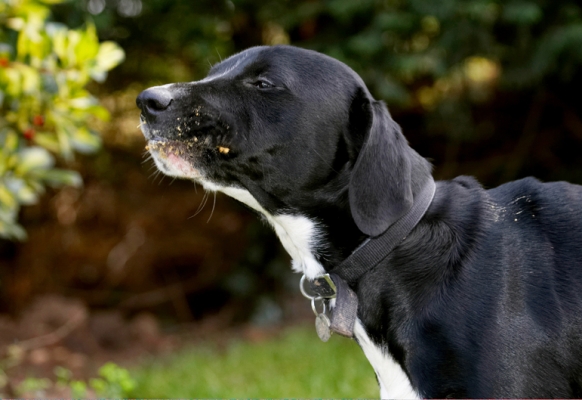 This is sooooooooo yummy
Palabras clave: Boogla Bougla Butter Dog Dogs Eat Eating Peanut Spaniels Springer Spaniel Staffordshire Bull Terrier Terriers