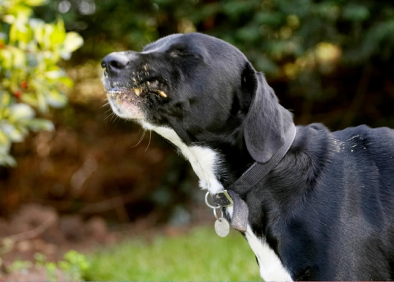 Words fail me
Keywords: Boogla Bougla Butter Dog Dogs Eat Eating Peanut Spaniels Springer Spaniel Staffordshire Bull Terrier Terriers