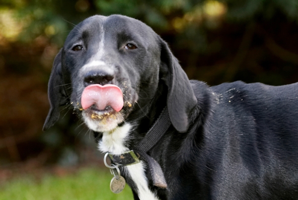 I'm trying to get it all
Anahtar kelimeler: Boogla Bougla Butter Dog Dogs Eat Eating Peanut Spaniels Springer Spaniel Staffordshire Bull Terrier Terriers Tongue