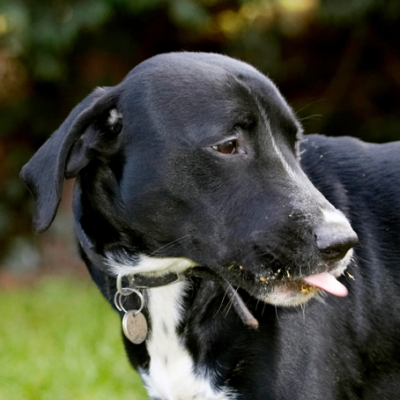 This is hard work
Słowa kluczowe: Boogla Bougla Butter Dog Dogs Eat Eating Peanut Spaniels Springer Spaniel Staffordshire Bull Terrier Terriers Tongue