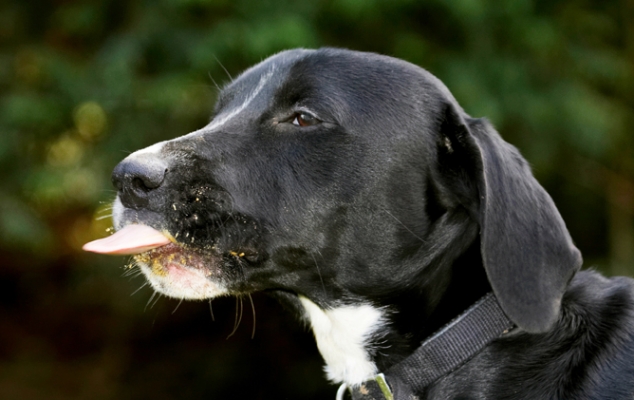 This takes concentration
Keywords: Boogla Bougla Butter Dog Dogs Eat Eating Peanut Spaniels Springer Spaniel Staffordshire Bull Terrier Terriers Tongue