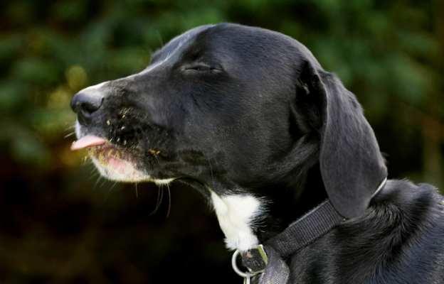 Jus' savouring the moment
Anahtar kelimeler: Boogla Bougla Dog Dogs Eat Eating Spaniels Springer Spaniel Staffordshire Bull Terrier Terriers Tongue