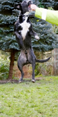 Can't keep food out of my reach
Schlüsselwörter: Boogla Bougla Dog Dogs Jump Jumping Leap Leaping Spaniels Springer Spaniel Staffordshire Bull Terrier Terriers