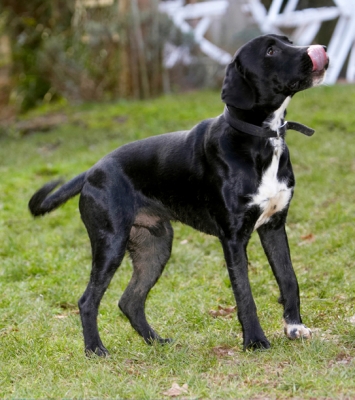 Boy, that was good
Anahtar kelimeler: Boogla Bougla Dog Dogs Spaniels Springer Spaniel Staffordshire Bull Terrier Stand Standing Terriers Tongue