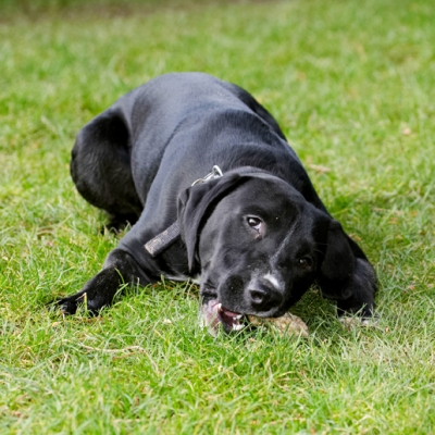 You jus' try and get me away from this!!
Keywords: Boogla Bougla Dog Dogs Eat Eating Spaniels Springer Spaniel Staffordshire Bull Terrier Terriers