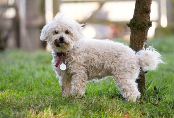 WOT????!!!!
Keywords: Bolognese Dog Dogs Lulu Play Playing Playtime Stand Standing