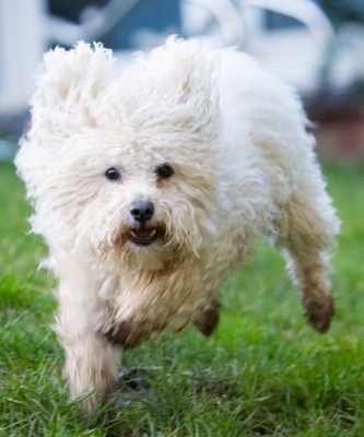 No stopping me when I see a ball
Schlüsselwörter: Bolognese Dog Dogs Lulu Oscar Play Playing Playtime Run Running