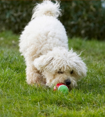 Now, wot does this do?
Keywords: Ball Bolognese Dog Dogs Lulu Play Playing Playtime