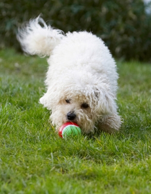 C'mon, move
Słowa kluczowe: Ball Bolognese Dog Dogs Lulu Play Playing Playtime