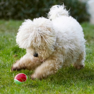Guess I'll have to move it myself
Palabras clave: Ball Bolognese Dog Dogs Lulu Play Playing Playtime