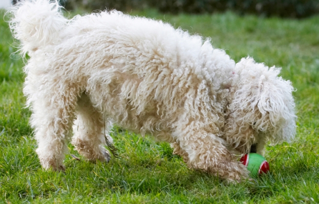 Hmmm, how do I get this to work
Keywords: Ball Bolognese Dog Dogs Lulu Play Playing Playtime