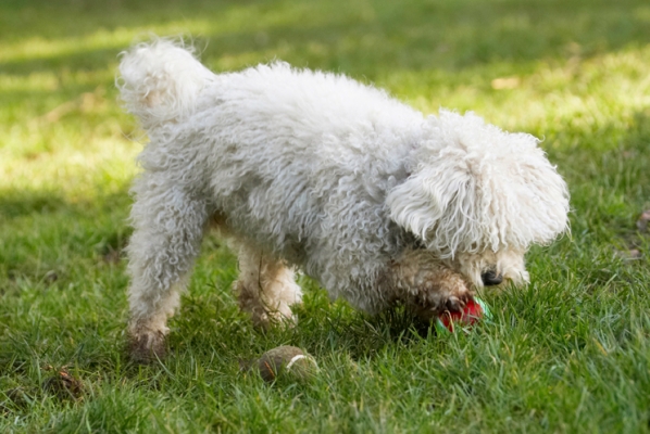 Nah, have to move it this way
Palabras clave: Ball Bolognese Dog Dogs Lulu Play Playing Playtime