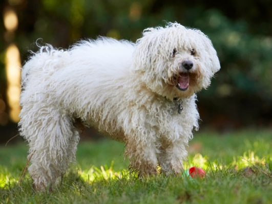 Ha, ha, I let go
Keywords: Bolognese Dog Dogs Oscar Play Playing Playtime Tongue