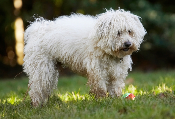 Aw shucks, I didn't mean to drop the ball
Keywords: Ball Bolognese Dog Dogs Oscar Play Playing Playtime