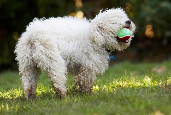 Hey, I can't see
Ключові слова: Ball Bolognese Dog Dogs Oscar Play Playing Playtime