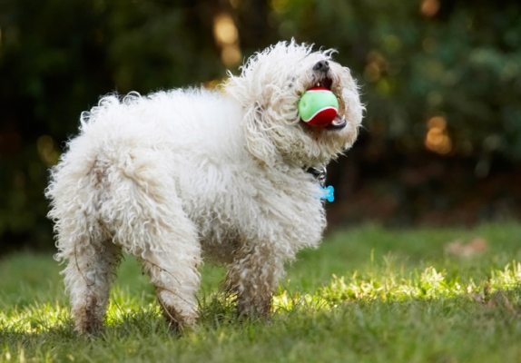 Gosh, I am so happy
Palabras clave: Ball Bolognese Dog Dogs Oscar Play Playing Playtime