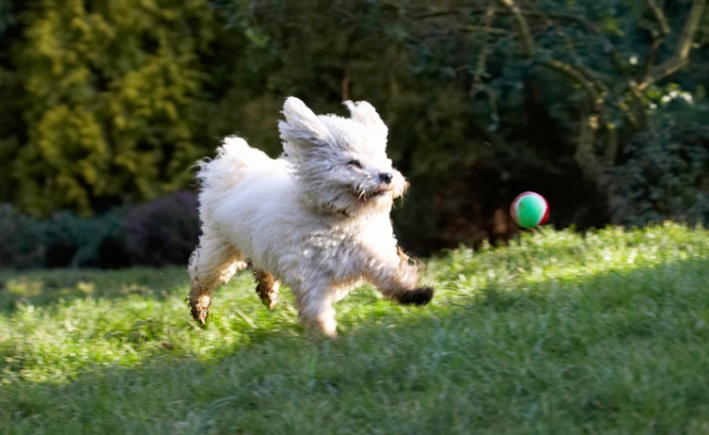 I'll get it
Anahtar kelimeler: Ball Bolognese Dog Dogs Lulu Oscar Play Playing Playtime Run Running