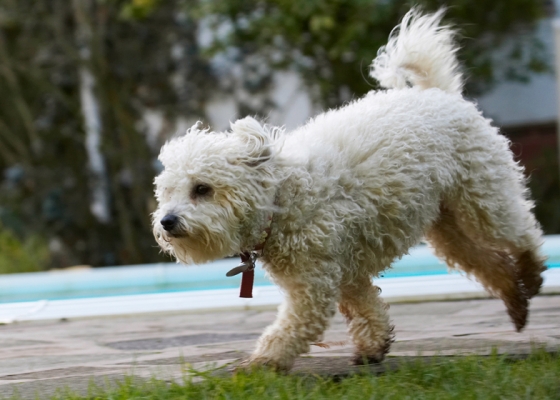 I'm off to see a dog about a man
Palabras clave: Bolognese Dog Dogs Lulu Play Playing Playtime Run Running