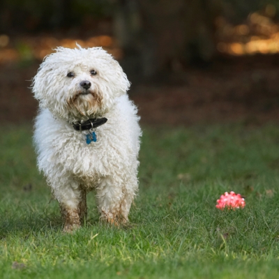 Hmmm, wot shall I do now?
Ключови думи: Ball Bolognese Dog Dogs Oscar Play Playing Playtime Stand Standing
