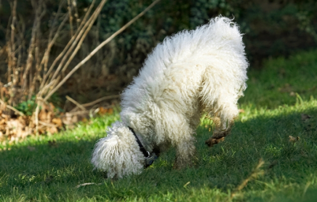 I think this is mine
Keywords: Bolognese Dog Dogs Oscar Play Playing Playtime Stick