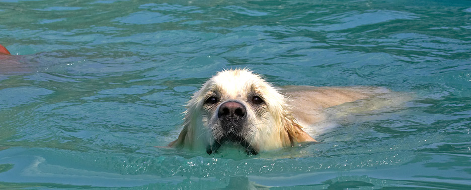 Wait a minute - one minute I'm looking at the pool and the next..........
Keywords: Jayjay Golden Retriever swimming pool