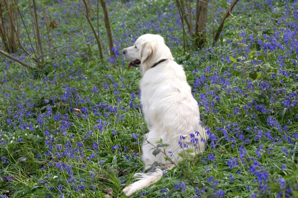 Quiet contemplation
Palabras clave: Jayjay Golden Retriever Lords Wood bluebells
