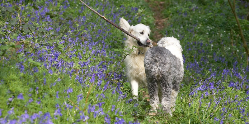 How's it goin'?
Λέξεις-κλειδιά: Jayjay Golden Retriever Lucy Old English Sheepdog Lords Wood bluebells